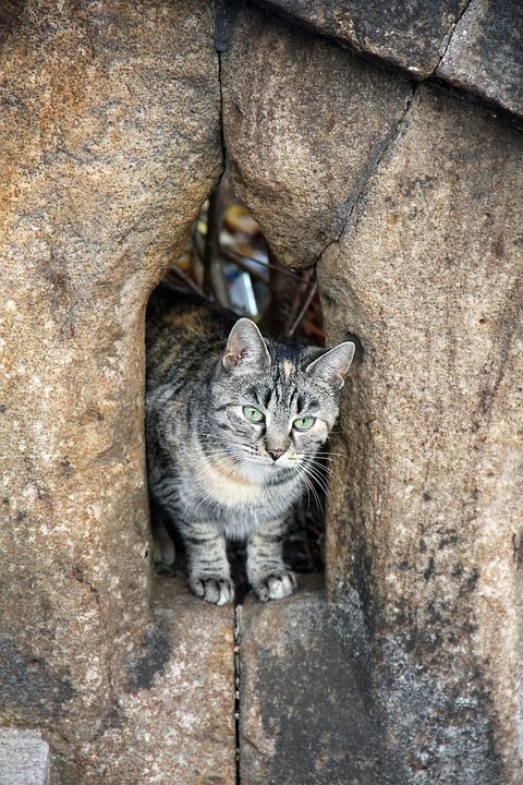 动物 猫 墙