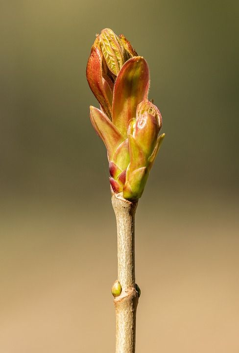 芽 春天 自然 花园 树 开花 分支 植物 的鼎盛时期 生长