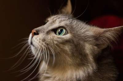 胡须 宠物 猫 动物 哺乳动物 爪子 绿色 红色的 狗 小猫