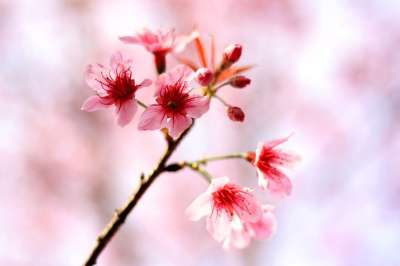 樱花 花朵 冬天 清迈 泰国 自然 粉色的