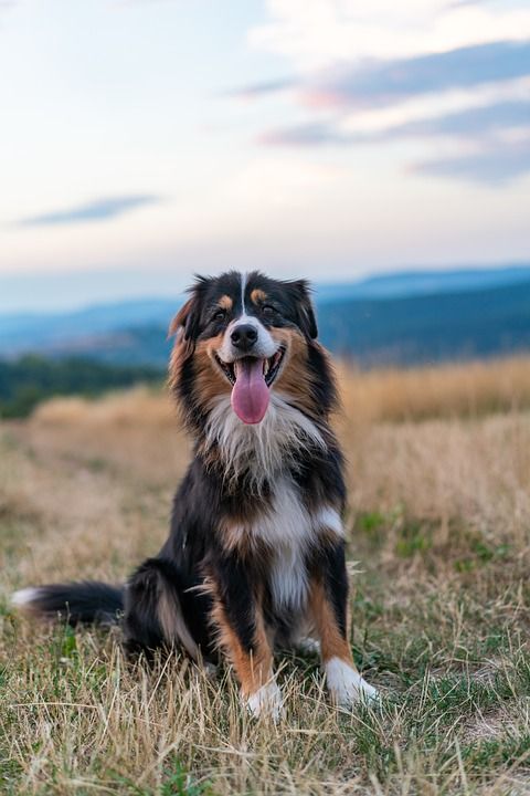 狗 澳大利亚牧羊犬 动物肖像 快乐的 景观 天堂