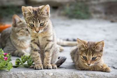 猫 可爱的 小猫 宠物 基蒂 动物 国内的 俏皮的 有趣的