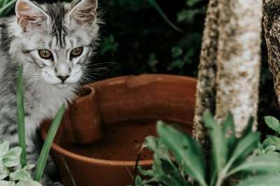 猫 花园 猫科动物 动物 自然 国内动物 户外 国内的猫