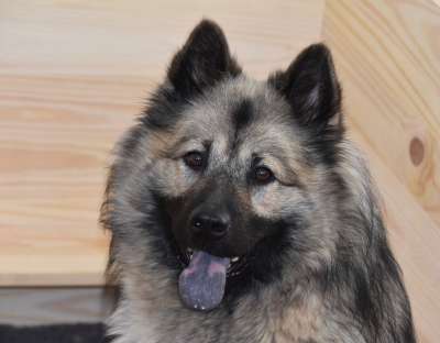 狗 狗Eurasier Eurasier 狗蓝色的圣诞节 动物 犬类