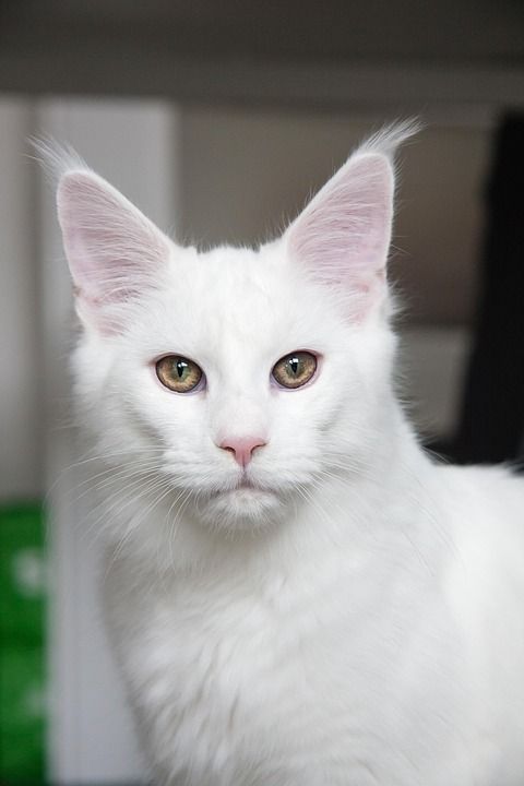 缅因库恩 猫 宠物 白色猫咪 纯种 动物 国内的猫 猫科动物