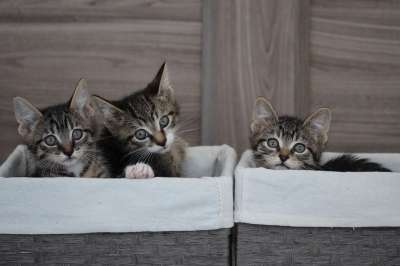 猫 可爱的 小猫 动物 宠物 毛皮 国内的 灰色的宠物