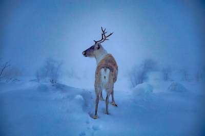 冬天 芬兰 拉普兰 寒冷的 自然 景观 冰 下雪的 冻结 雪