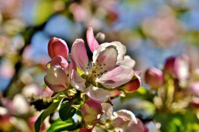 苹果花 开花 苹果树 苹果 苹果树花 分支 果树 粉色的 花序