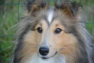狗 母狗 婊子Nayana设得兰群岛牧羊犬 设得兰群岛牧羊犬蓝色的眼睛