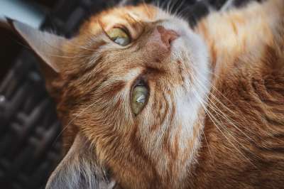 猫 宠物 虎斑猫 橙色虎斑猫 橘猫 猫科动物 国内的猫 动物