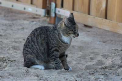 猫 动物 年轻的猫 家畜 猫脸 Katzenkopf 头 老虎