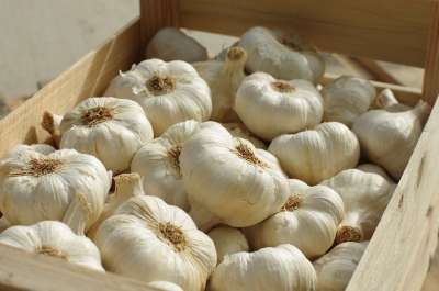 大蒜 大蒜白 食物 美味多汁 农业 蔬菜 栽培大蒜 收获 食品