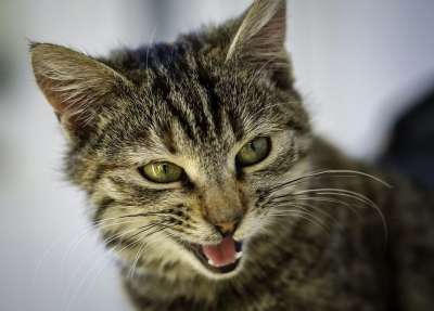 猫 友好 动物 肖像 捕食者 哺乳动物 可爱的 小猫 皮毛 头