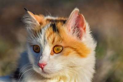 猫 迷路 动物 可爱的 肖像 看着 基蒂 脸 眼睛 小猫