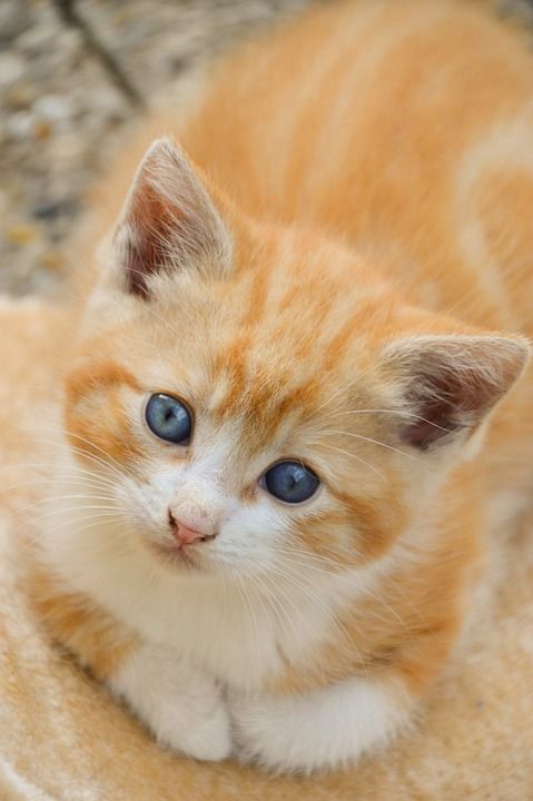 小猫 猫 猫科动物 可爱 动物 毛皮 哺乳动物 毛茸茸 青年