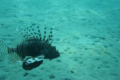 狮子鱼 凤尾 红海 话题 在水下 潜水 鱼 异国情调 水族馆
