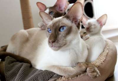 家庭 猫 暹罗 母亲 孩子们 小猫 毛皮 可爱的 动物