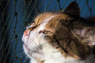 猫 猫网 安全 保护 猫眼 看看 好奇的 抬头 看法 脸