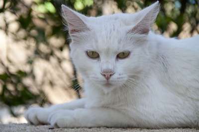 猫 白色的 毛皮 猫眼 动物 放松