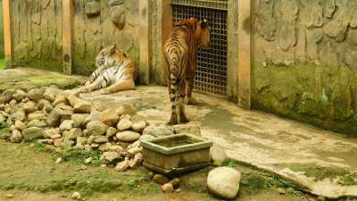 老虎 猫科动物 野生动物 附件