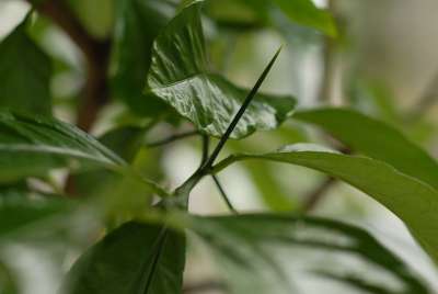 工厂 柑橘 刺 细节