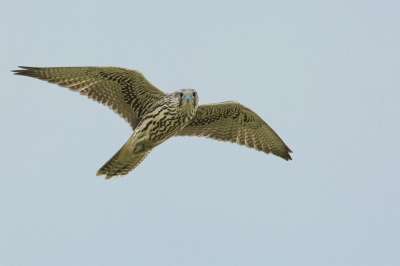 鸟 访问当地Peregrine 飞行 濒危物种 Bayan框村 蒙古