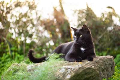 迷路 动物 哺乳动物 猫科动物 黑猫 国内的猫 小猫 花园 悬崖