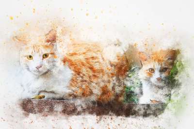 猫 基蒂 动物 艺术 抽象 水彩 优质的 丰富多彩的 宠物