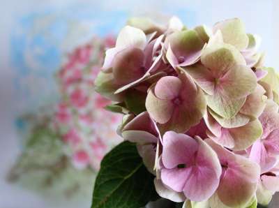 绣球花 花 水彩 绘画 自然 花的 夏天 植物 开花 花瓣