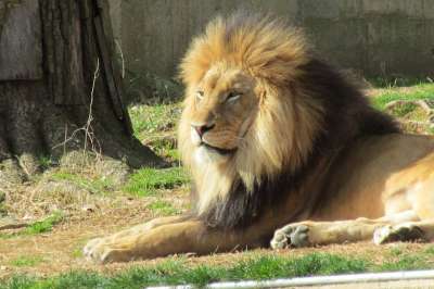 狮子 猫 非洲 动物 捕食者 苹果浏览器 野生动物 男性 动物园