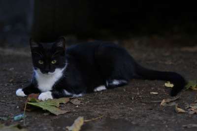 那只猫 黑色的 猫似的 国内 肖像 可爱的 动物
