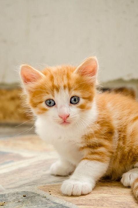 吉祥物 猫 肖像 动物 皮肤 俏皮 友谊 晶须 可爱 小猫咪