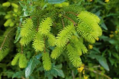 松树 草本植物 自然 树 森林
