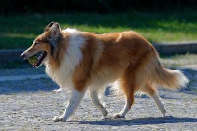 粗糙牧羊犬 狗 宠物 犬类 动物 球 拿来 毛皮 鼻子