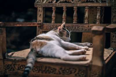 可爱的 品种 猫 椅子 寒意 特写 库恩 眼睛 猫科动物
