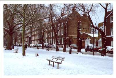 雪 伦敦 英国 冬天 寒冷的 季节 城市 树 英国的 户外
