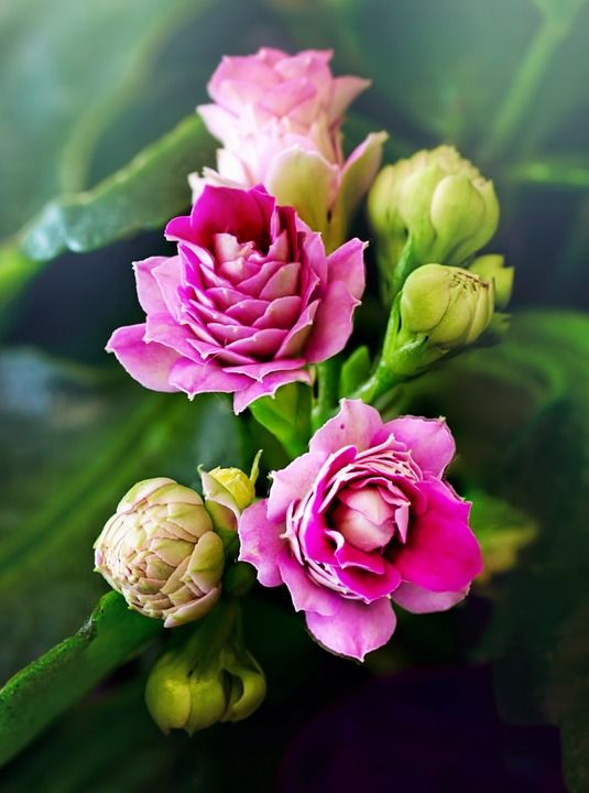 花 自然 植物群 花的 叶子 特写 粉色的