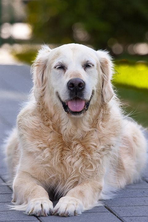 狗 家畜 哺乳动物 可爱的 金毛猎犬 乐趣 老的 高级 肖像