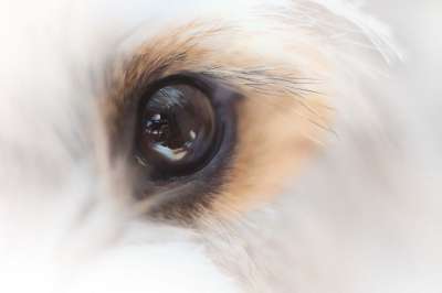 眼睛 梗犬 狗 细节 家畜 动物 可爱的 种族 哺乳动物 自然