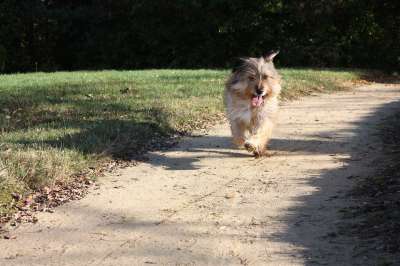 梗犬 狗 动物 跑步 狗跑 赛狗活动 赢 迅速地 粗鲁的