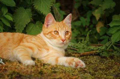 猫 小猫 红猫 红虎斑 鲭鱼 家猫 虎猫