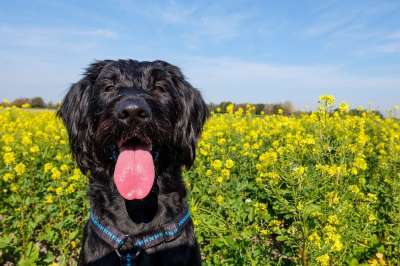 小狗 狗 家畜 Labradoodle 巨型雪纳瑞 雪纳瑞犬