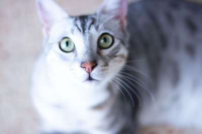 猫 动物 宠物 小猫 基蒂 眼睛 老虎
