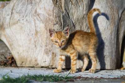 猫 小猫 宠物 可爱的 动物 甜的 眼睛 毛皮 年轻 好奇的