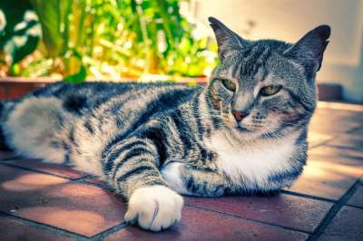 猫 动物 宠物 国内的猫 肖像 哺乳动物 小猫 猫的眼睛 毛皮