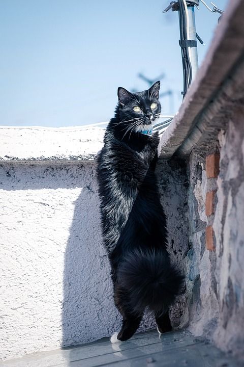 猫 淘气 眼睛 动物 宠物 小猫 可爱的 肖像 有趣的 小的