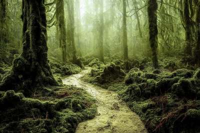 生成的Ai 幻想 林 树木 路径 神秘 多雾路段