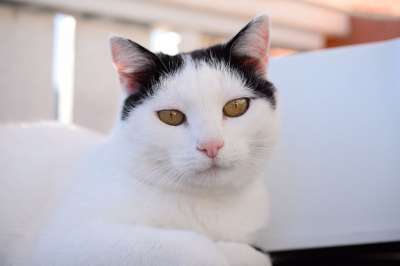 家猫 猫眼 家畜 猫 小猫 白色的猫 眼睛 美丽的 头 关闭
