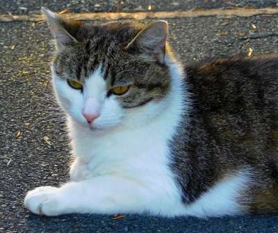 猫 周到 猫说谎 猫躺在阳光下 家猫 可爱的 鲭鱼 体贴的猫