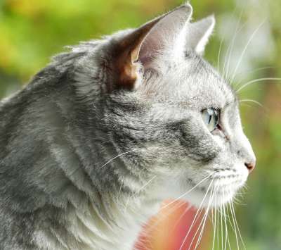 动物 猫 可爱的 毛皮 哺乳动物